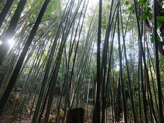 Tall bamboo forest in the morning with sunlight