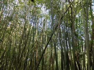 Green bamboo forest under sunlight