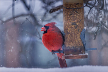 Beautiful northern Cardinal stand on a branch in the winter