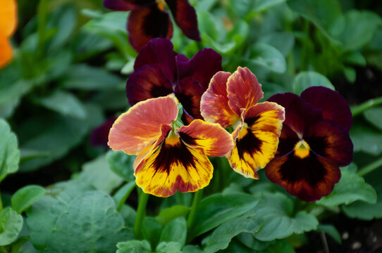 Yellow Pansy flower in garden