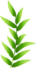 Natural green herb leaves