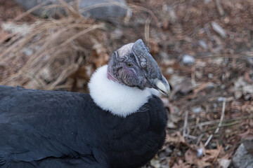 Andean Condor Is A Vulture Gryphus With White Collar And Black Feathers Native Bird In South America