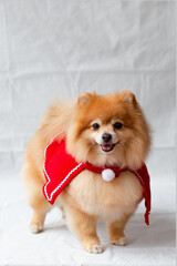Pomeranian dog in Santa Claus's cap on a white background