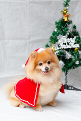 Pomeranian dog in Santa Claus's cap on a white background