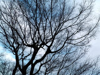 beautiful tree silhouette