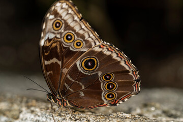 Blue Morpho Butterfly.