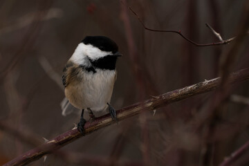 Black-capped chickadee