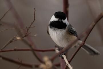 Black-capped chickadee