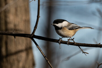 Black-capped chickadee