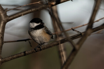 Black-capped chickadee