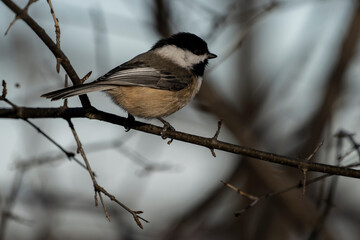Black-capped chickadee
