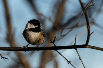 Black-capped chickadee