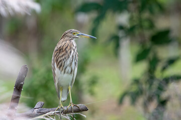 Indian pond heron or paddybird or Ardeola grayii observed in Hampi, Karnataka, India