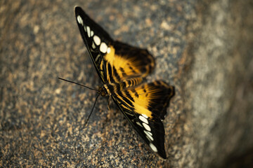 Clipper Butterfly