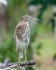Indian pond heron or paddybird or Ardeola grayii observed in Hampi, Karnataka, India
