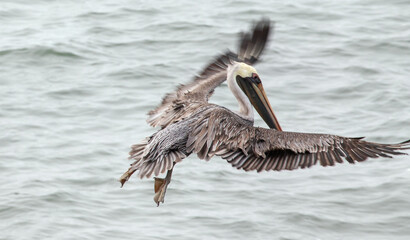 Pelican about to land on the central coast of Cambria California United States