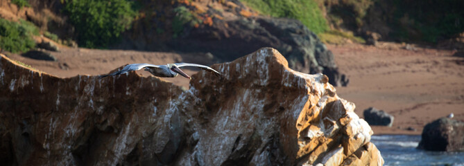 Pelican flying over coastal cliffs in Abalone cove on the central coast of Cambria California United States