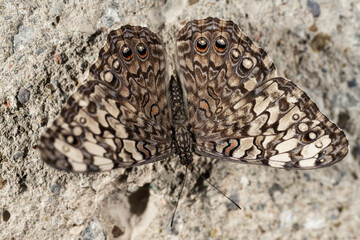 Grey Cracker Butterfly