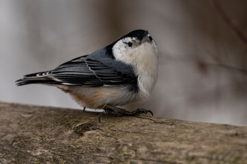 White-breasted nuthatch