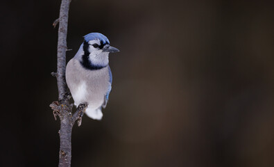  A blue jay clutched to the side of a branch leaning sideways