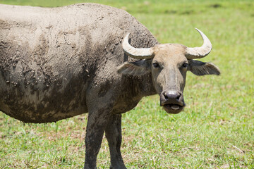 Fototapeta premium Close up of water buffalo with large horns covered in mud near Sapa in Vietnam