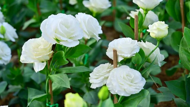 White Lisianthus flowers in the garden at Chiang Mai Province.