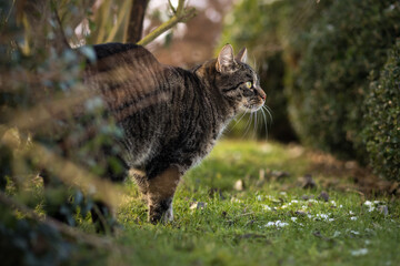Pretty tabby brown European shorthair cat is standing outside in the grass watching what is happening in the garden to the right. Cat hunts outdoors.