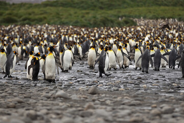 A King Penguin (Aptenodytes patagonicus) colony on the island of South Georgia.	