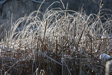 Winter frosty sunny day. A coastline fragment with the plants covered with hoarfrost.