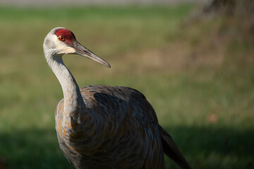 Sandhill crane side look closeup.