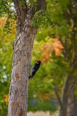 woodpecker on tree