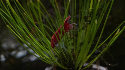 Red Neocaridina heteropoda ,Bloody Mary Shrimp	
