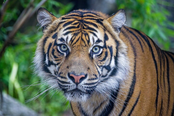 Fototapeta na wymiar Close up of large Tiger head staring straight at camera