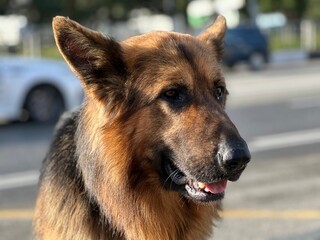 german shepherd dog