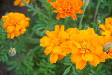 マリーゴールド
