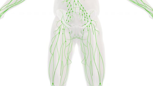 Anatomy of the human lymphatic system