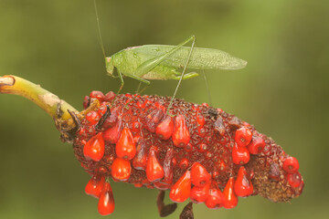A long-legged grasshopper is resting on an anthurium fruit hump. This insect has the scientific name Mecopoda nipponensis. - obrazy, fototapety, plakaty
