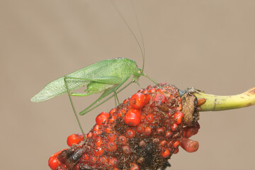 A long-legged grasshopper is resting on an anthurium fruit hump. This insect has the scientific name Mecopoda nipponensis. - obrazy, fototapety, plakaty