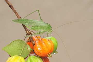 A long-legged grasshopper is foraging in a fruit bunch of Surinam cherry. This insect has the scientific name Mecopoda nipponensis. - obrazy, fototapety, plakaty
