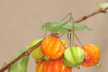 A long-legged grasshopper is foraging in a fruit bunch of Surinam cherry. This insect has the scientific name Mecopoda nipponensis. - obrazy, fototapety, plakaty