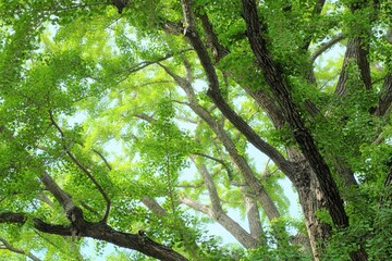 Fototapeta na wymiar ginkgo tree in the forest
