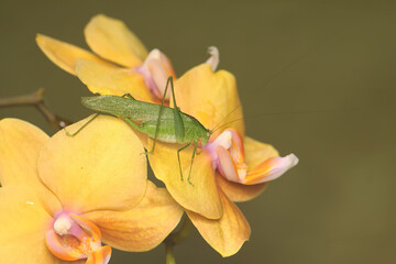 A long-legged grasshopper is foraging on a yellow moth orchid. This insect has the scientific name Mecopoda nipponensis. - obrazy, fototapety, plakaty