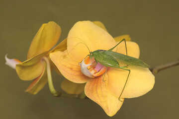 A long-legged grasshopper is foraging on a yellow moth orchid. This insect has the scientific name Mecopoda nipponensis. - obrazy, fototapety, plakaty