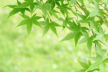 Fototapeta na wymiar green leaves of Japanese maple