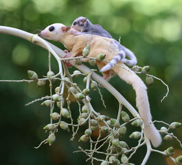 A mother sugar glider is looking for food while holding her two babies. 