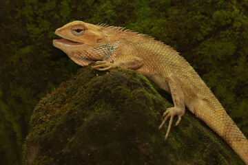 An oriental garden lizard is sunbathing. This reptile has the scientific name Calotes versicolor.