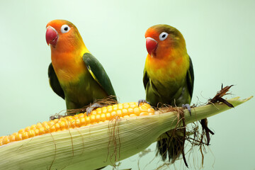Obraz na płótnie Canvas A pair of lovebirds are perched on a corn kernel that is ready to be harvested. This bird which is used as a symbol of true love has the scientific name Agapornis fischeri.