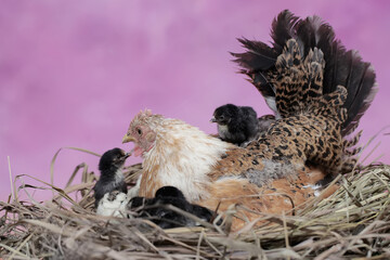 A mother hen is playing with her newly hatched babies while incubating her eggs. This animal has...