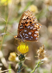 Callippe Fritillary sipping nectar from Yellow Star Thistle. Monte Bello Preserve, Santa Clara County, California