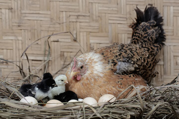 A mother hen is playing with her newly hatched babies while incubating her eggs. This animal has the scientific name Gallus gallus domesticus.